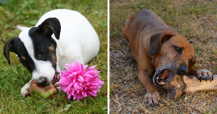 Food Aggression in Dogs: 8 Tips to Deal with Aggressive Behavior