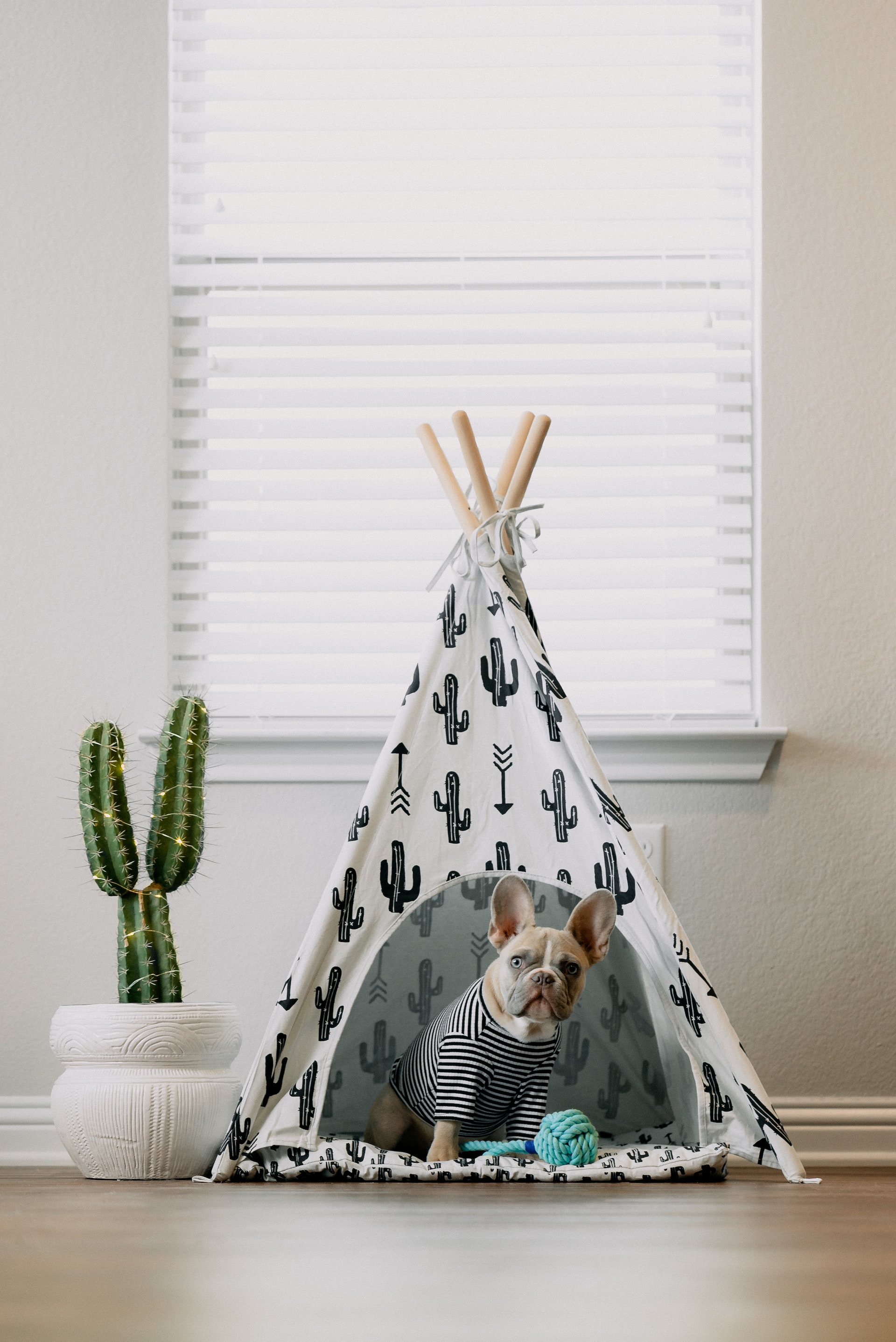 Dog in a striped shirt sitting inside a cactus-patterned teepee, next to a cactus plant, staying off the couch.