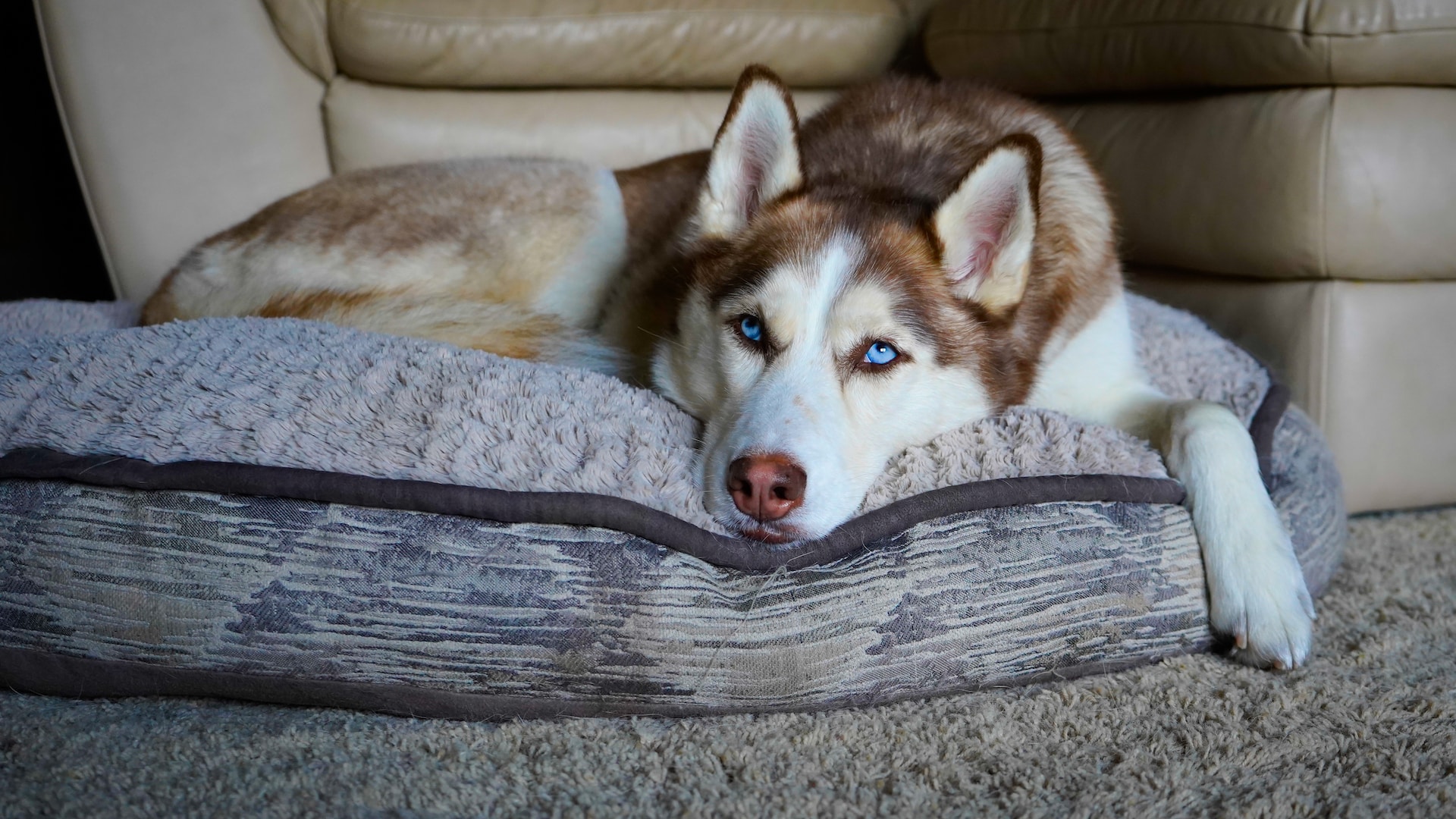 Husky lying on a dog bed in front of a sofa, illustrating tips to keep dogs off the couch.