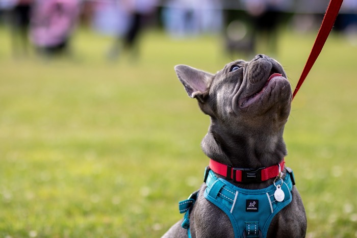 A happy French Bulldog in a blue harness looks up, showcasing why dogs are better than cats. A happy French Bulldog in a blue harness looks up, showcasing why dogs are better than cats.