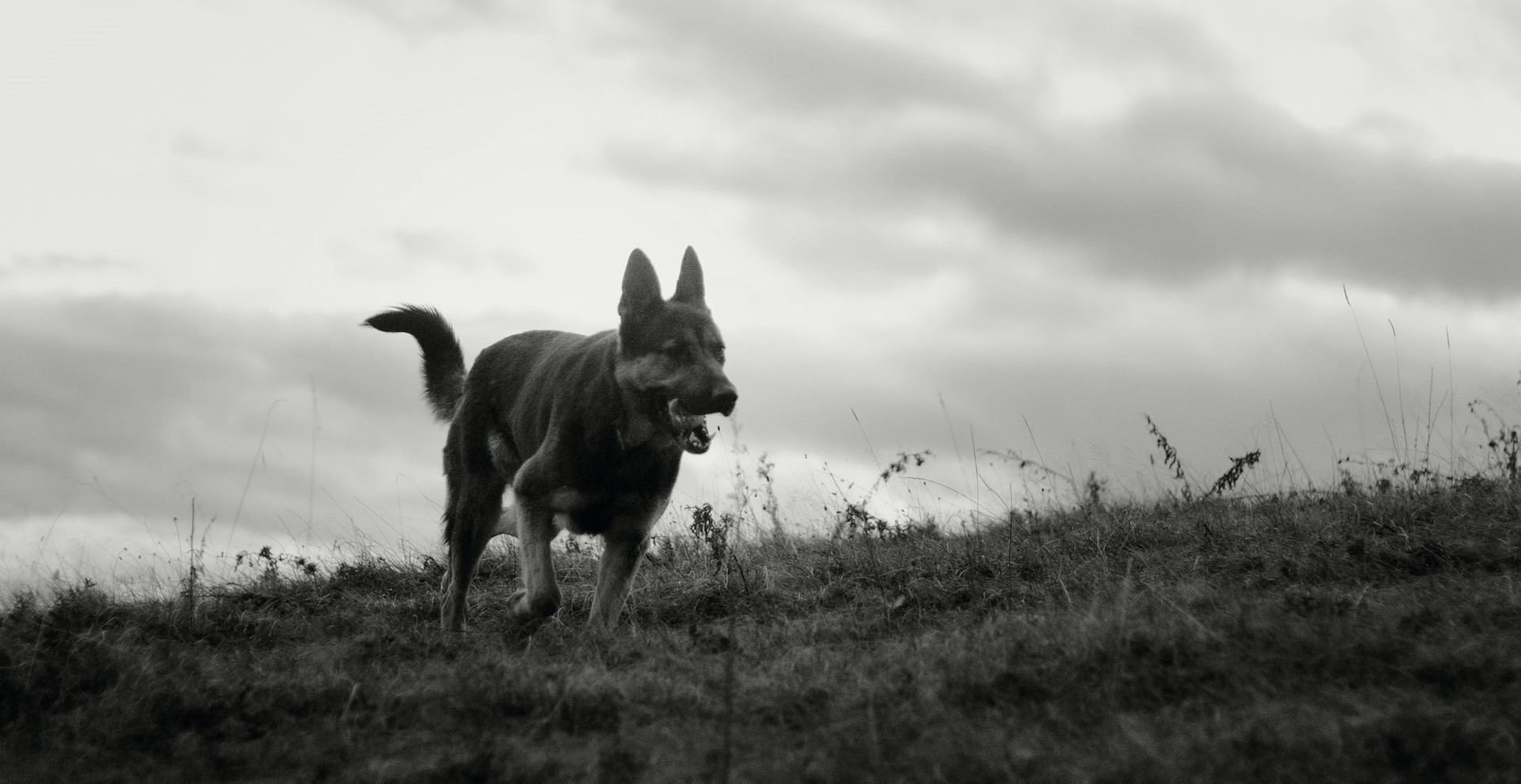 A dog walking on a hillside under a cloudy sky.