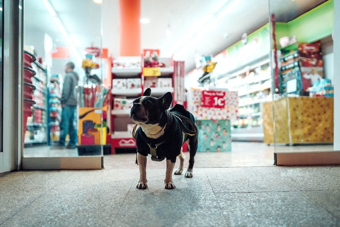 Dog in a coat standing in the entrance of a dog-friendly store with open glass doors.