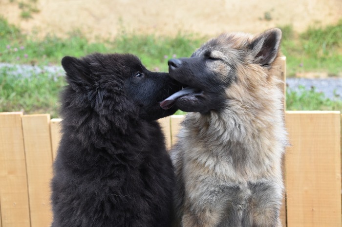 Fluffy black and tan dogs playfully interacting, capturing canine affection.