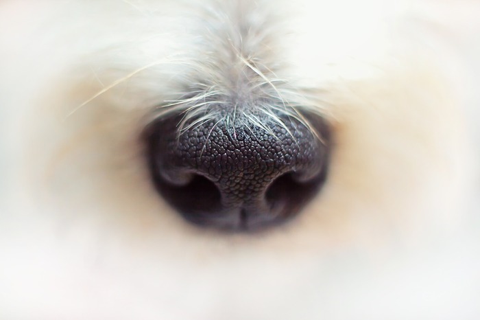Close-up of a dog's nose, highlighting strategies to keep dogs out of the litter box.