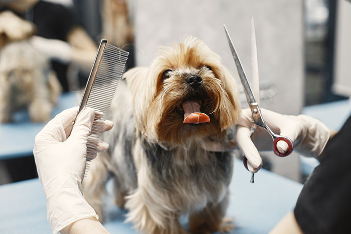 Dog getting groomed at home spa day with scissors and comb.