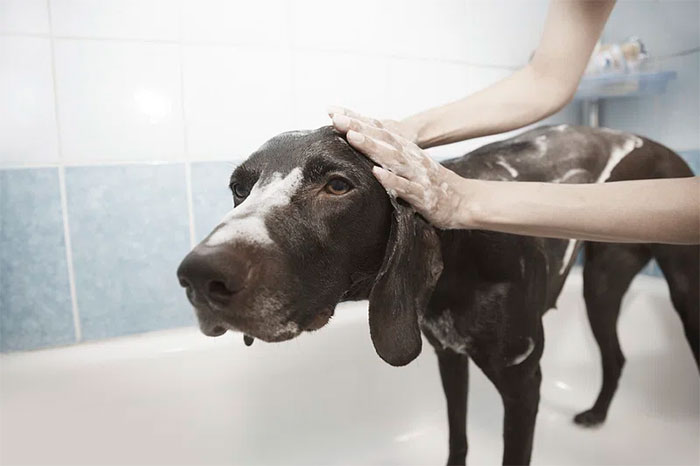 Dog being pampered with a relaxing bath at home spa.