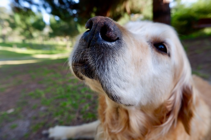 Golden retriever enjoying the outdoors, showcasing why dogs are better than cats with their friendly demeanor. Golden retriever enjoying the outdoors, showcasing why dogs are better than cats with their friendly demeanor.