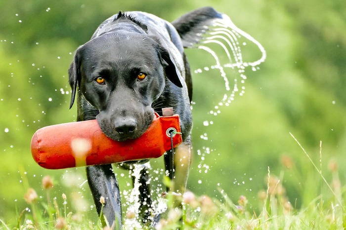 A black dog playing fetch with a red toy in a grassy field, emphasizing why dogs are better. A black dog playing fetch with a red toy in a grassy field, emphasizing why dogs are better.