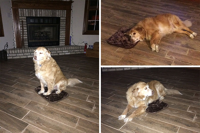 So My Mom Accidentally Ordered An Xs Dog Bed But He's Still Grateful