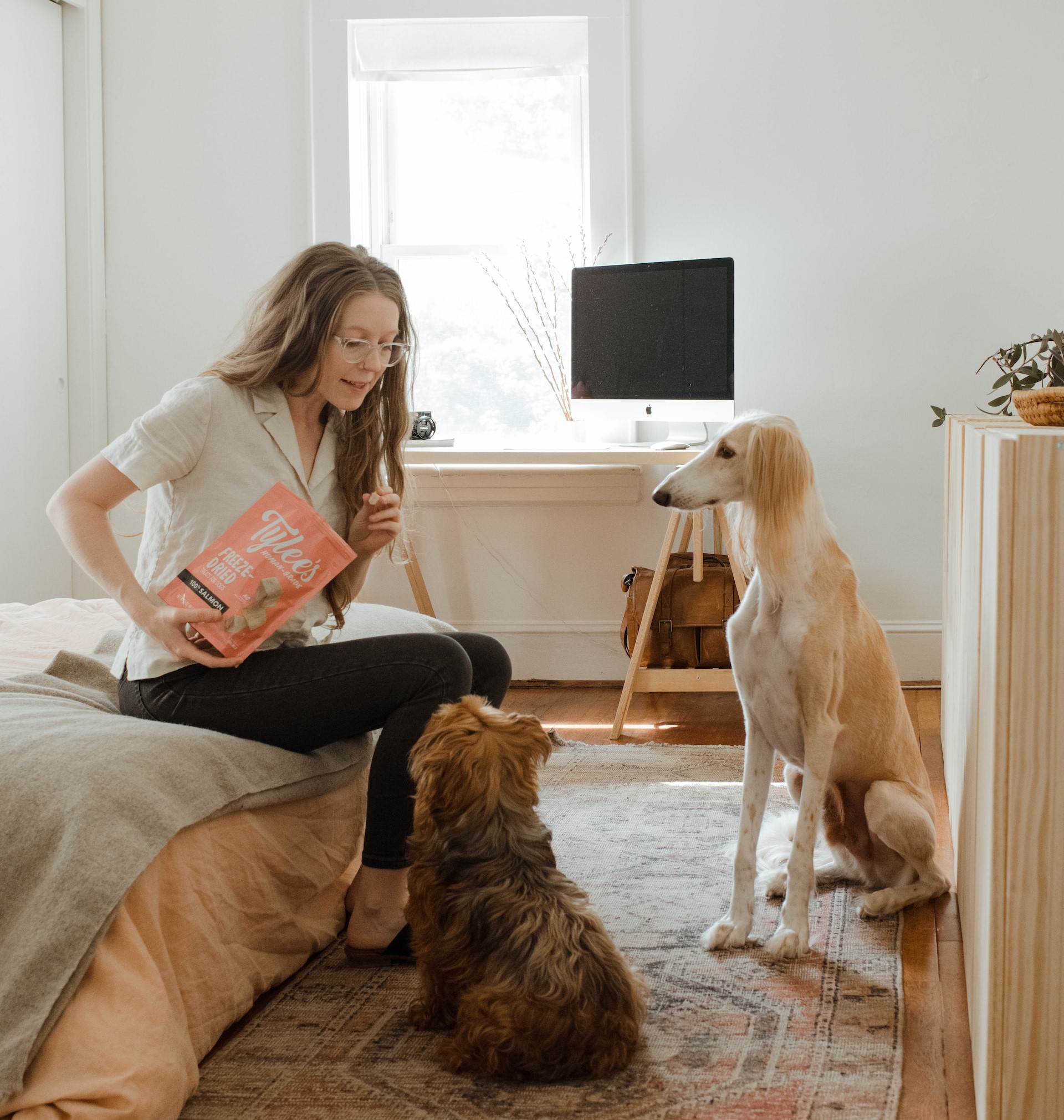 Woman training two dogs with treats to keep them off the couch.