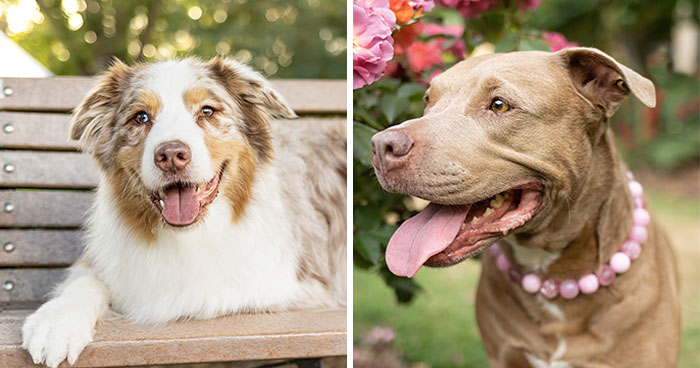 I Launched A Dog Calendar To Support A Special-Needs And High-Risk Rescue (13 Pics)