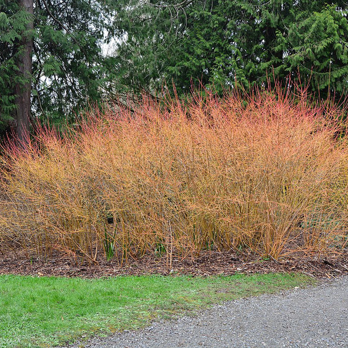 Bloodtwig Dogwood tree
