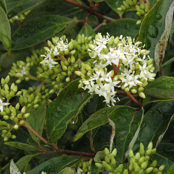 Gray Dogwood tree branch 