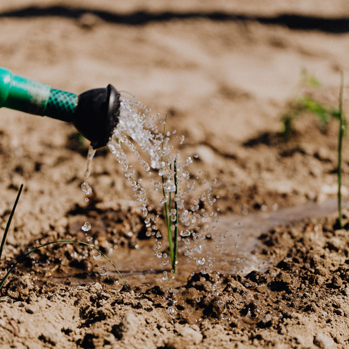 Growing Plants Being Watered