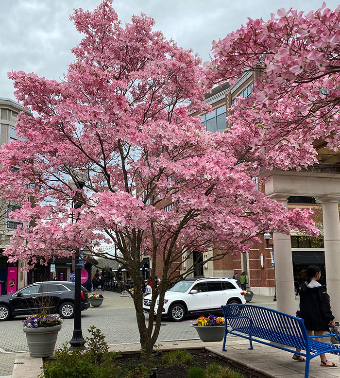 Pink dog wood tree in the street 