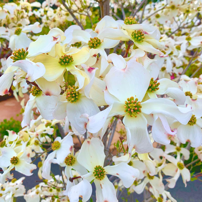 Beautiful white dogwood tree 