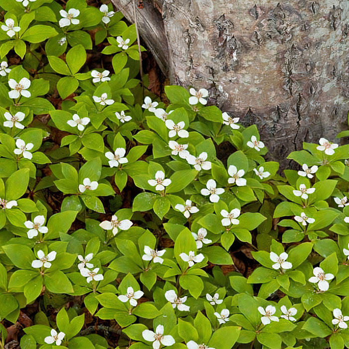 Bunchberry Dogwood around the tree