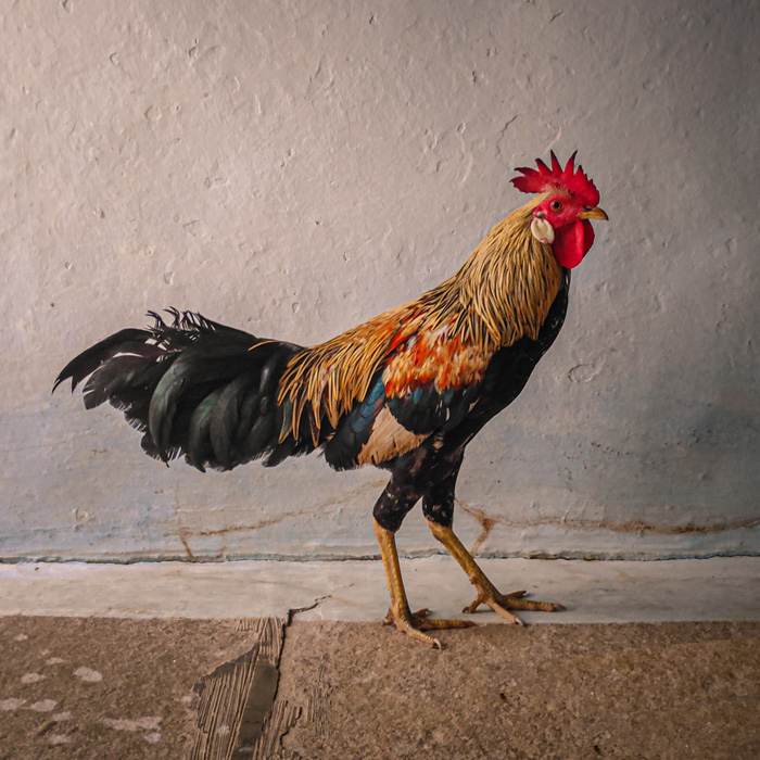 Black and brown rooster