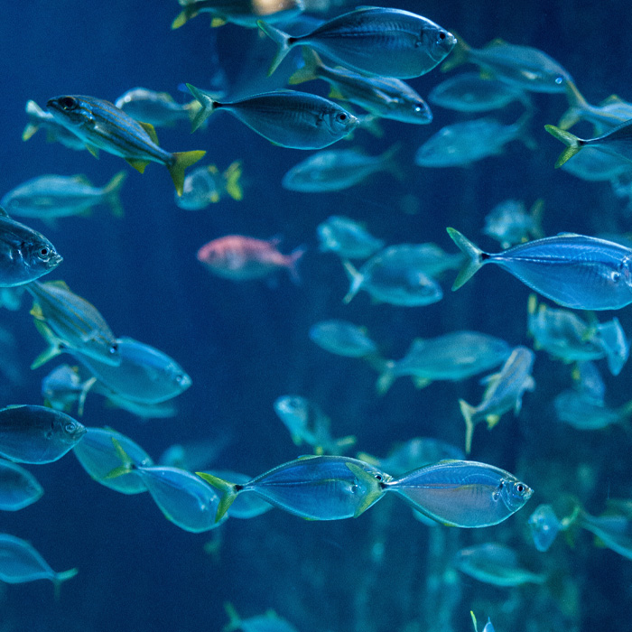 Grey fishes swimming under the water 