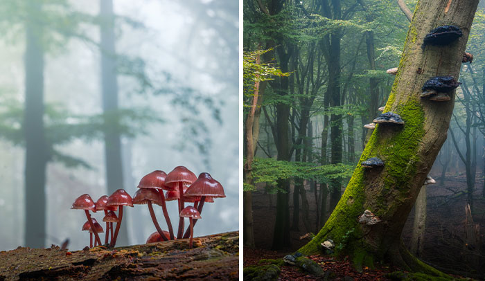 My 12 Photos Of Mushrooms Showing The Magical World Of The Forest That Lies Around Them