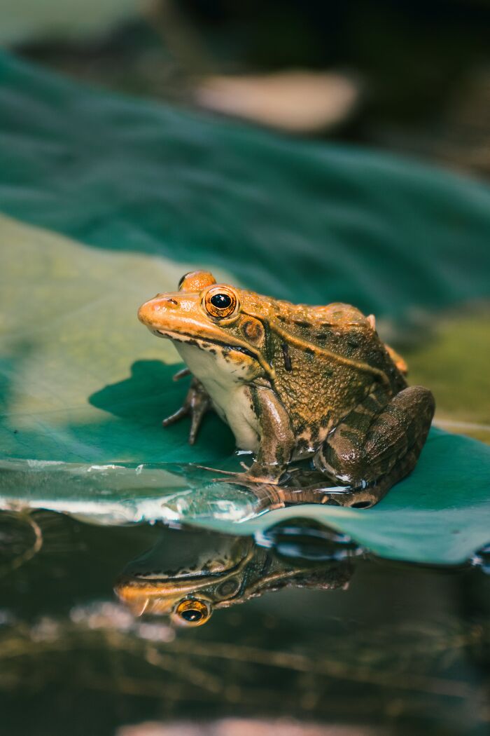 &ldquo;Girl, Same&rdquo;: Female Frogs Will Do Anything &ndash; Even Fake Death &ndash; To Avoid Males, Study Shows