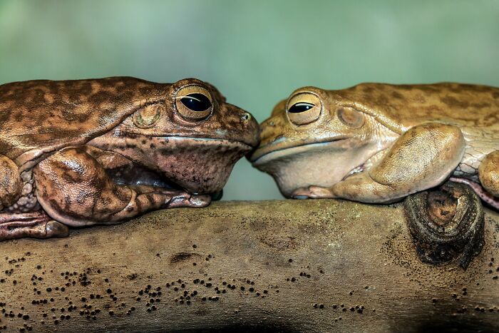 &ldquo;Girl, Same&rdquo;: Female Frogs Will Do Anything &ndash; Even Fake Death &ndash; To Avoid Males, Study Shows