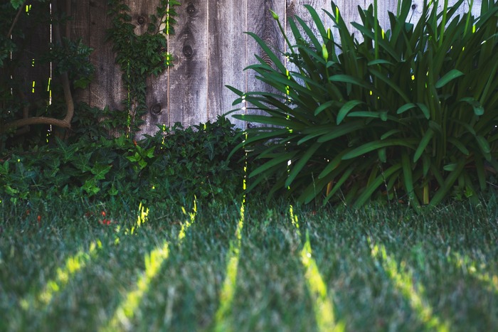 Wooden fence with lush greenery, highlighting solutions to keep dogs from digging under fences.
