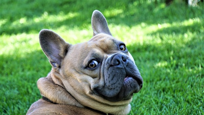 A French Bulldog looking back while sitting on green grass, related to keeping dogs from pooping in the yard.