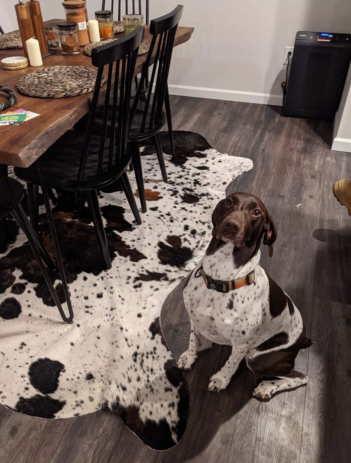 This Is Aspen. She’s Visiting A Friend’s House For Dinner, But After Seeing The Rug She Thinks It’s Time To Leave. 13/10 Would Start The Car