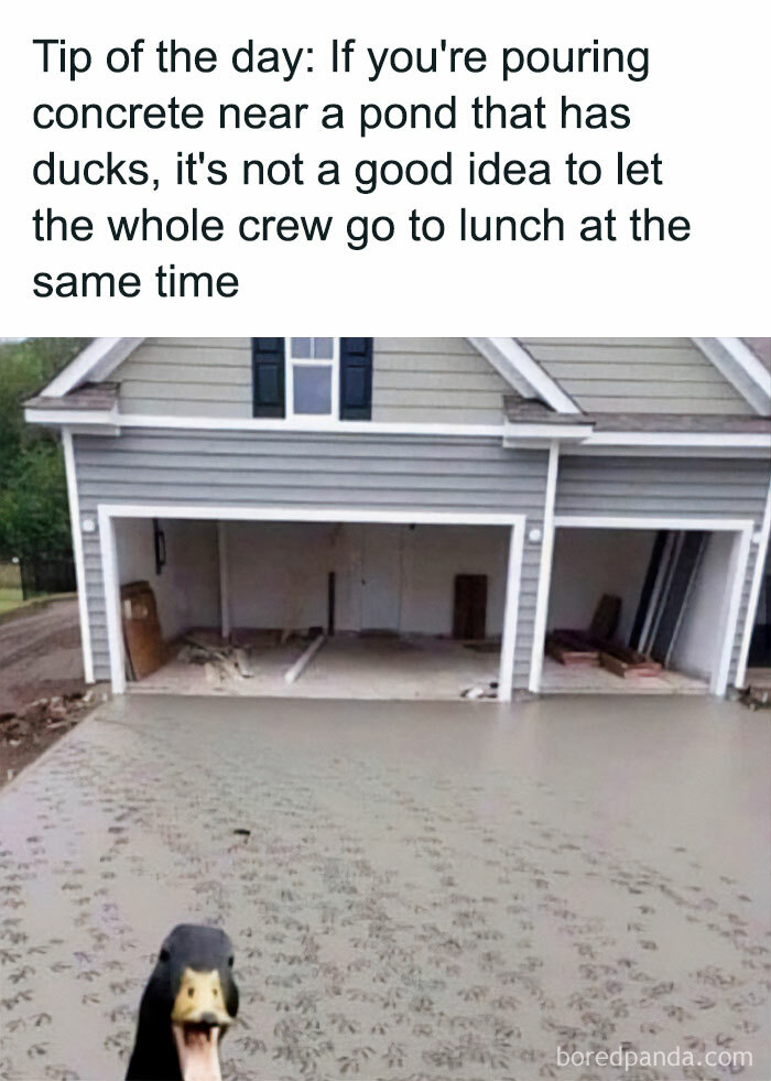 Animal-Humors-Funny-Memes