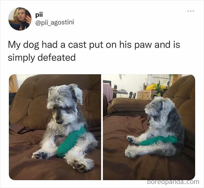 Animal-Humors-Funny-Memes