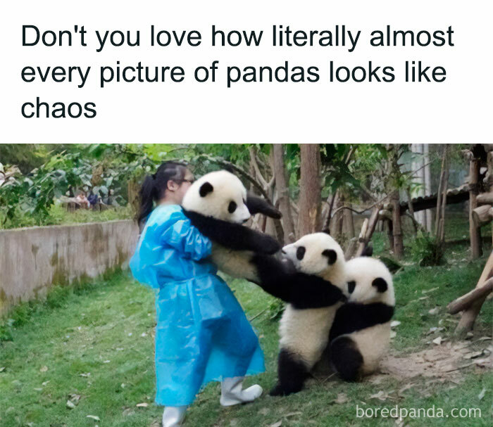 Animal-Humors-Funny-Memes