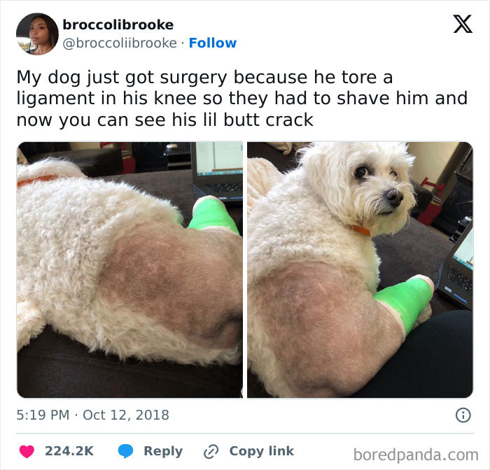 Animal-Humors-Funny-Memes