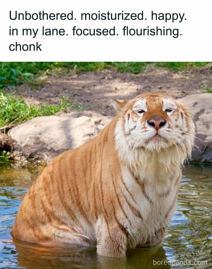 Animal-Humors-Funny-Memes