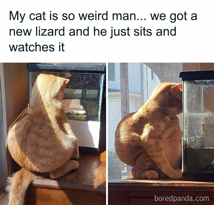 Animal-Humors-Funny-Memes