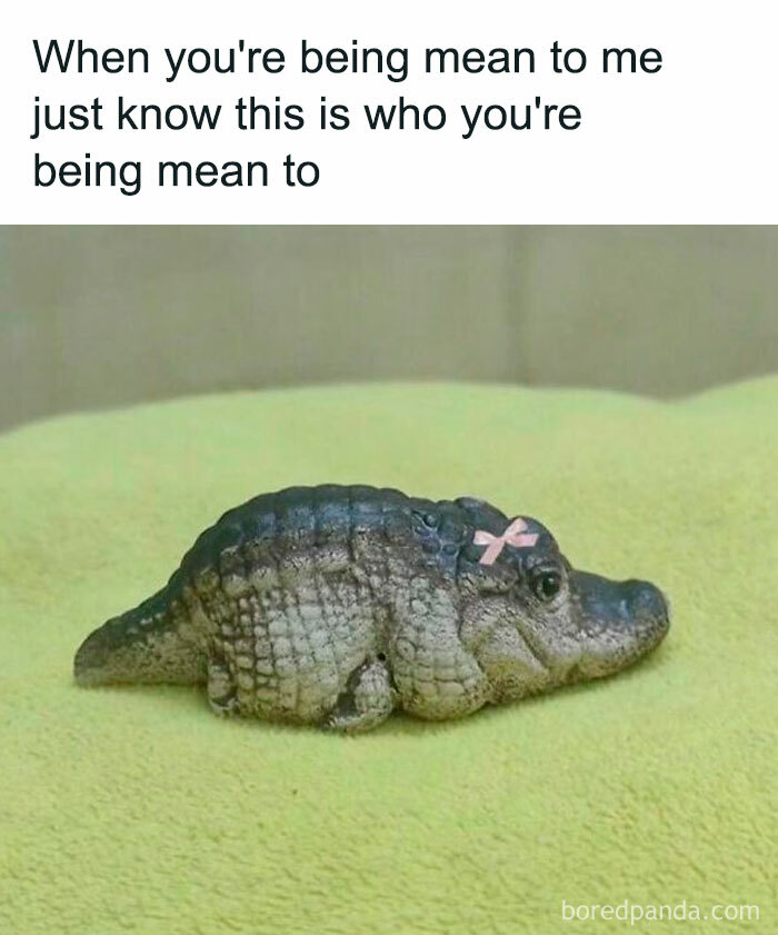 Funny-Animal-Memes-Jokes