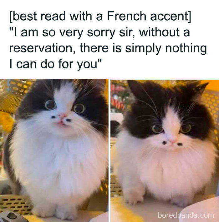 Animal-Humors-Funny-Memes