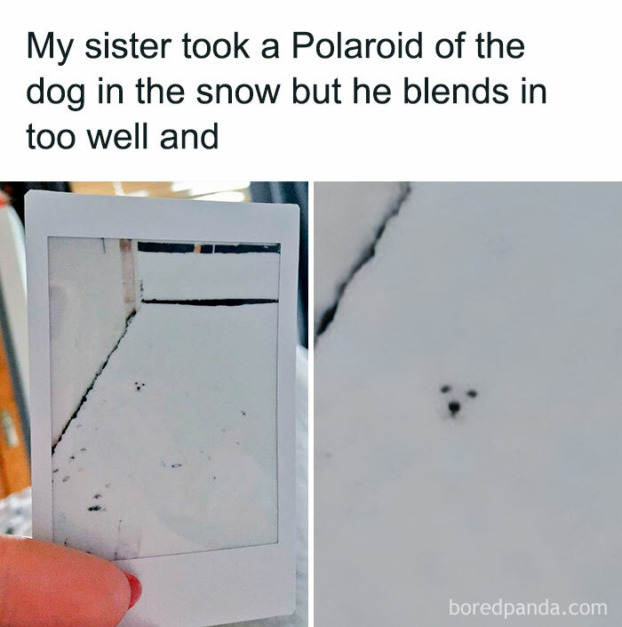 Animal-Humors-Funny-Memes