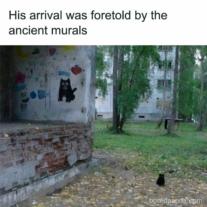 Animal-Humors-Funny-Memes