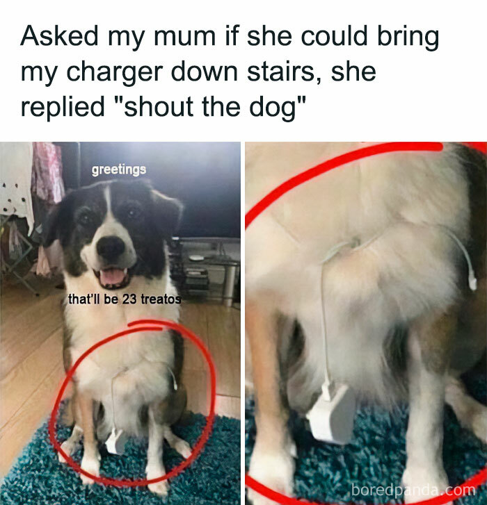 Animal-Humors-Funny-Memes