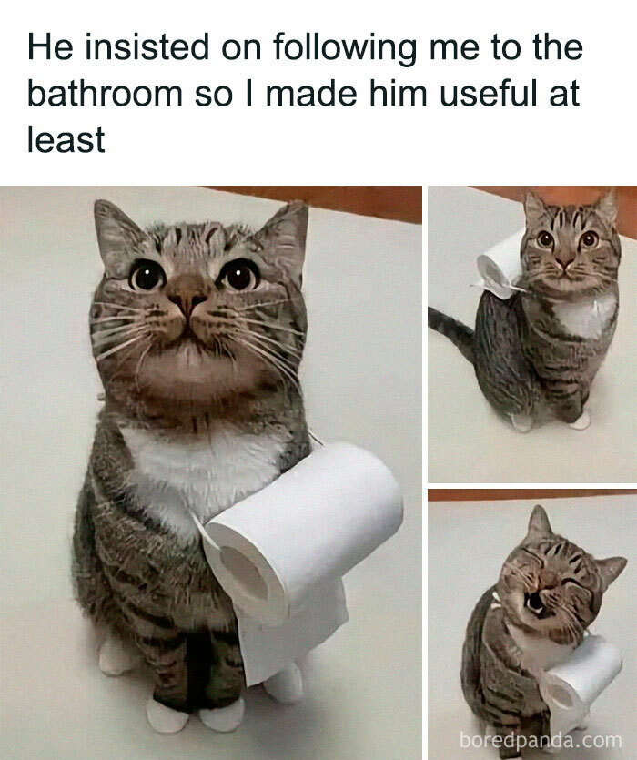 Animal-Humors-Funny-Memes