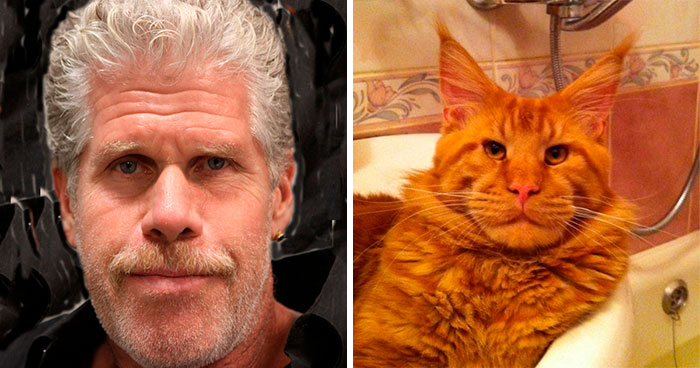 “I’m Going To Hell For This”: 30 Hilariously Unexpected Celebrity Lookalikes Shared On This Thread