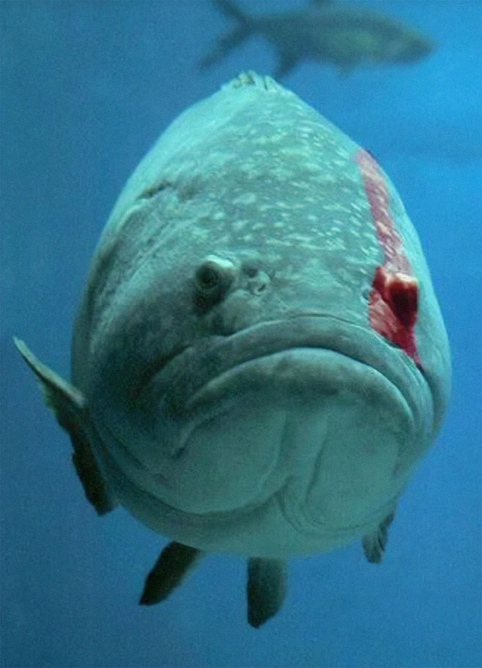 Fishatos, The Ghost Of The Ocean