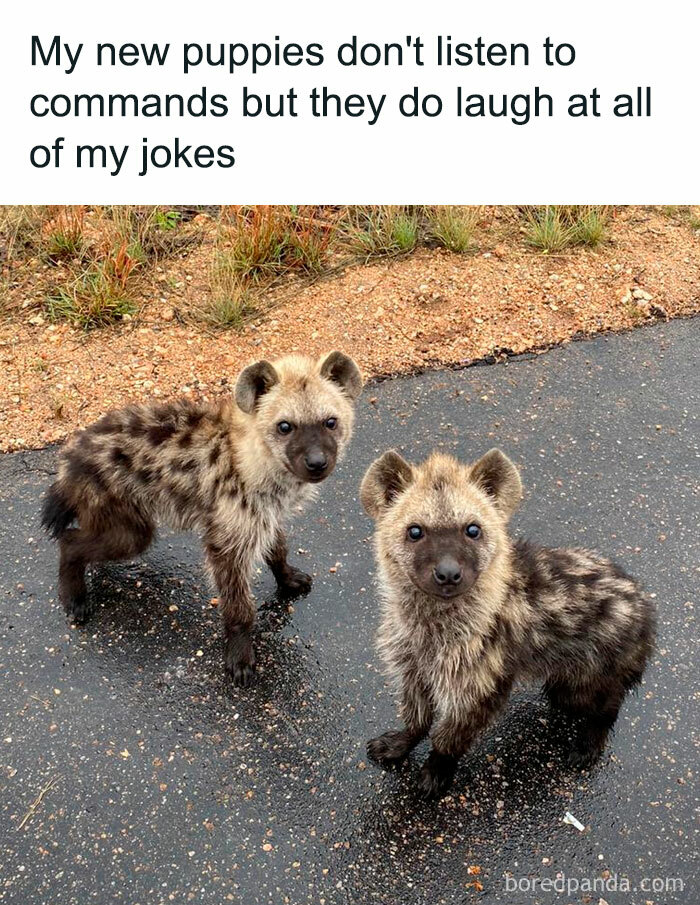 Funny-Memes-Relatable-Nation