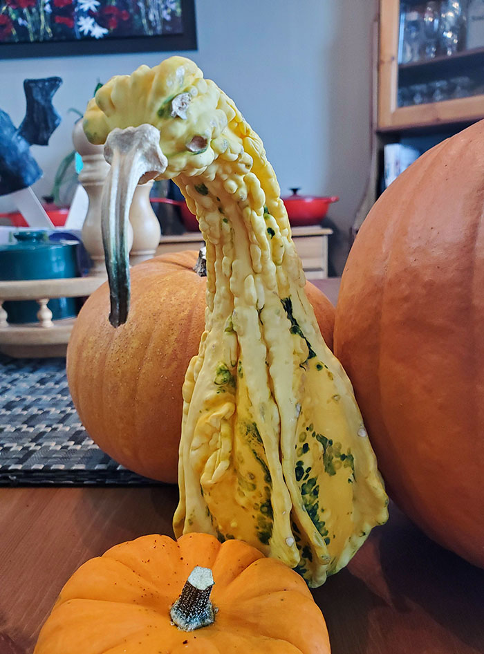 This Gourd Looks Like An Old Kiwi Bird