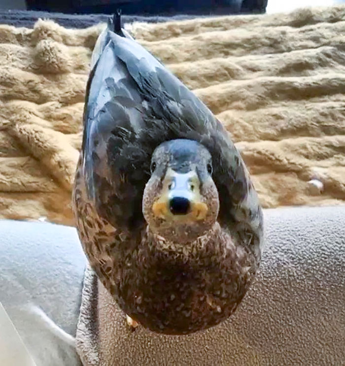 This Duck Has A Perfect Cartoon Dog Face For A Beak