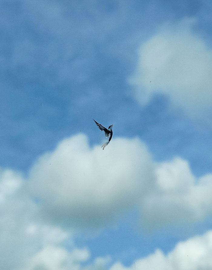 A Rock Created Bird-Shaped Window Art On My Car