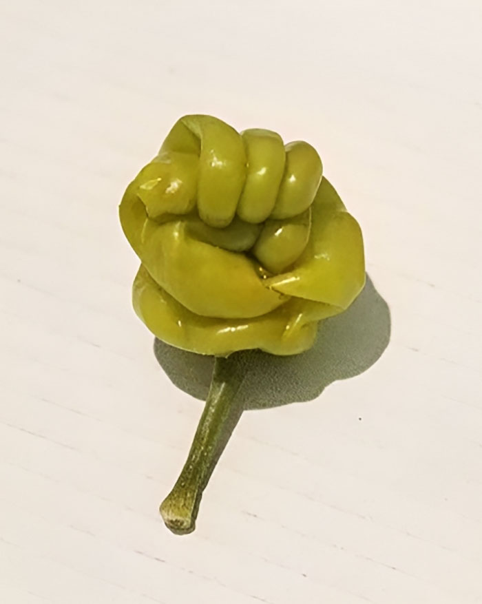 My Pepper Looks Like A Fist