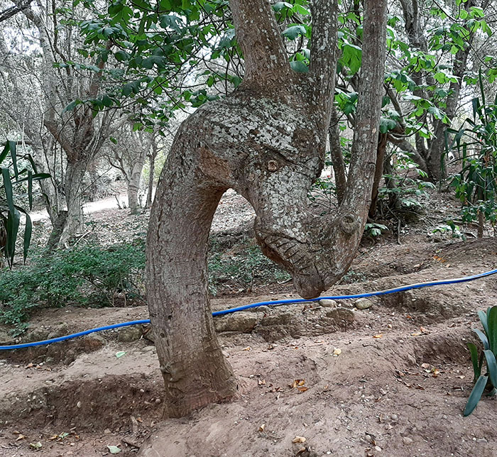 Dragon Tree In The Chellah Necropolis, Rabat