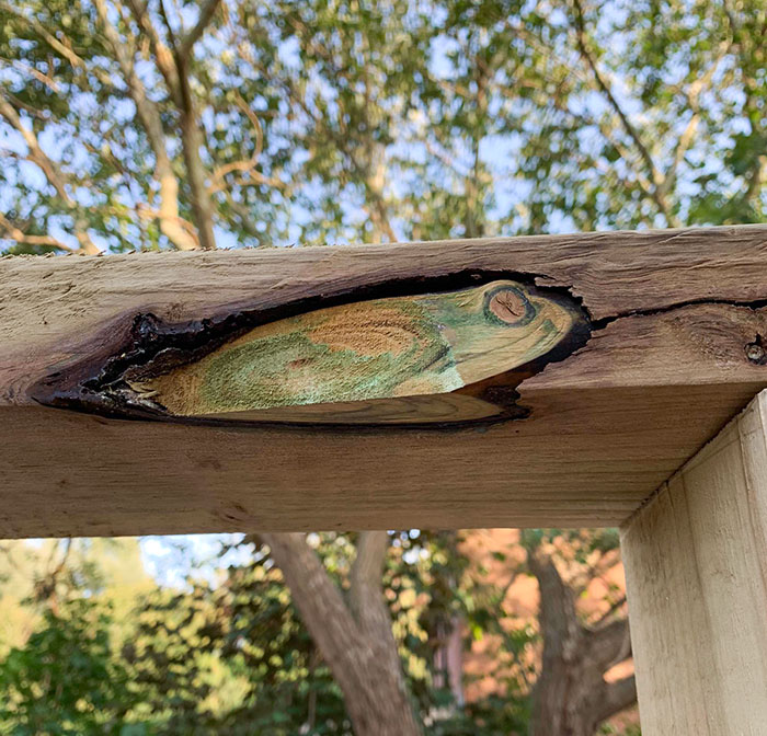 This Knot In The Wood Looks Like A Frog